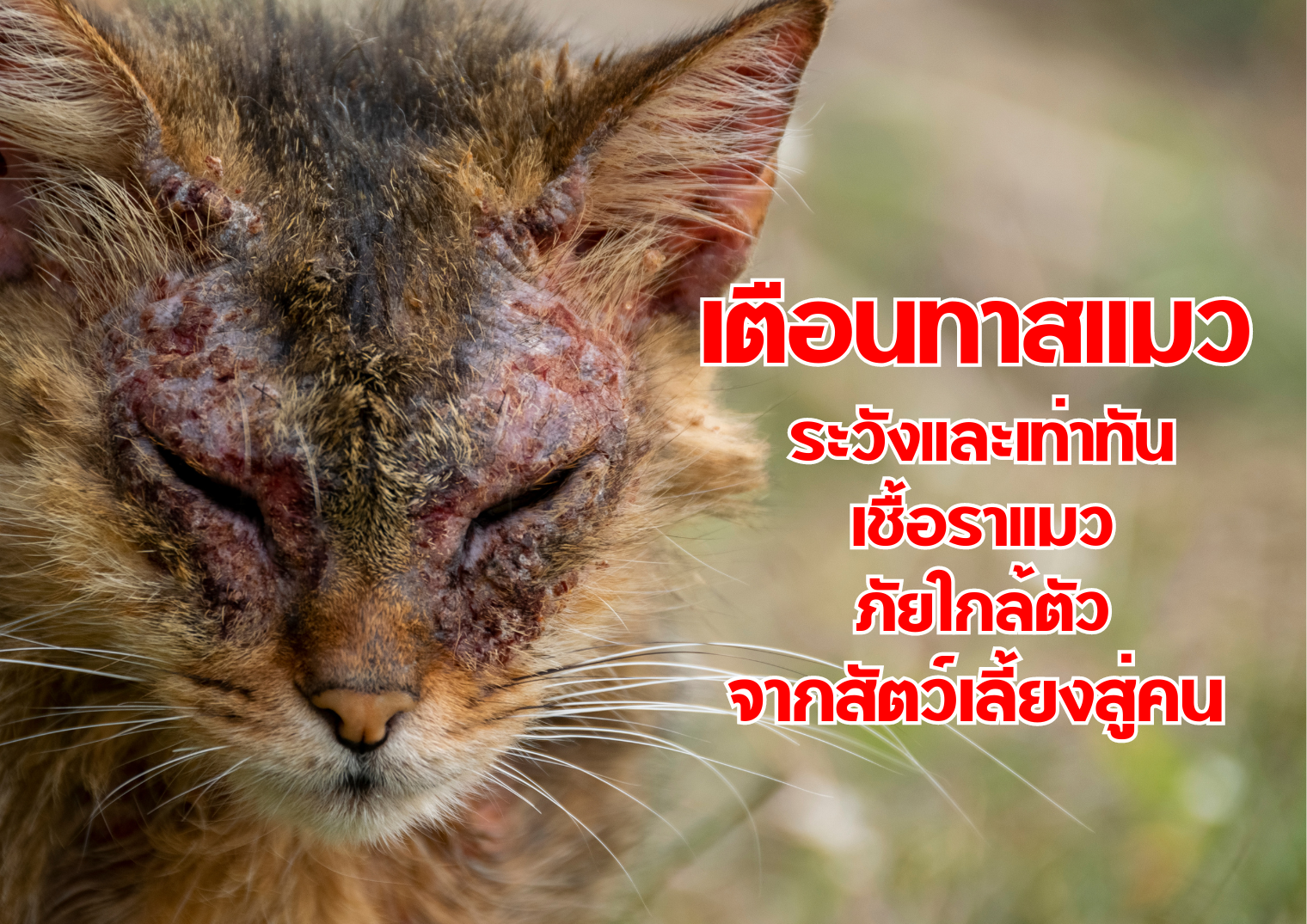 รูปภาพหน้าปก 683f9633-e514-4866-a97c-1a8e7c12892e