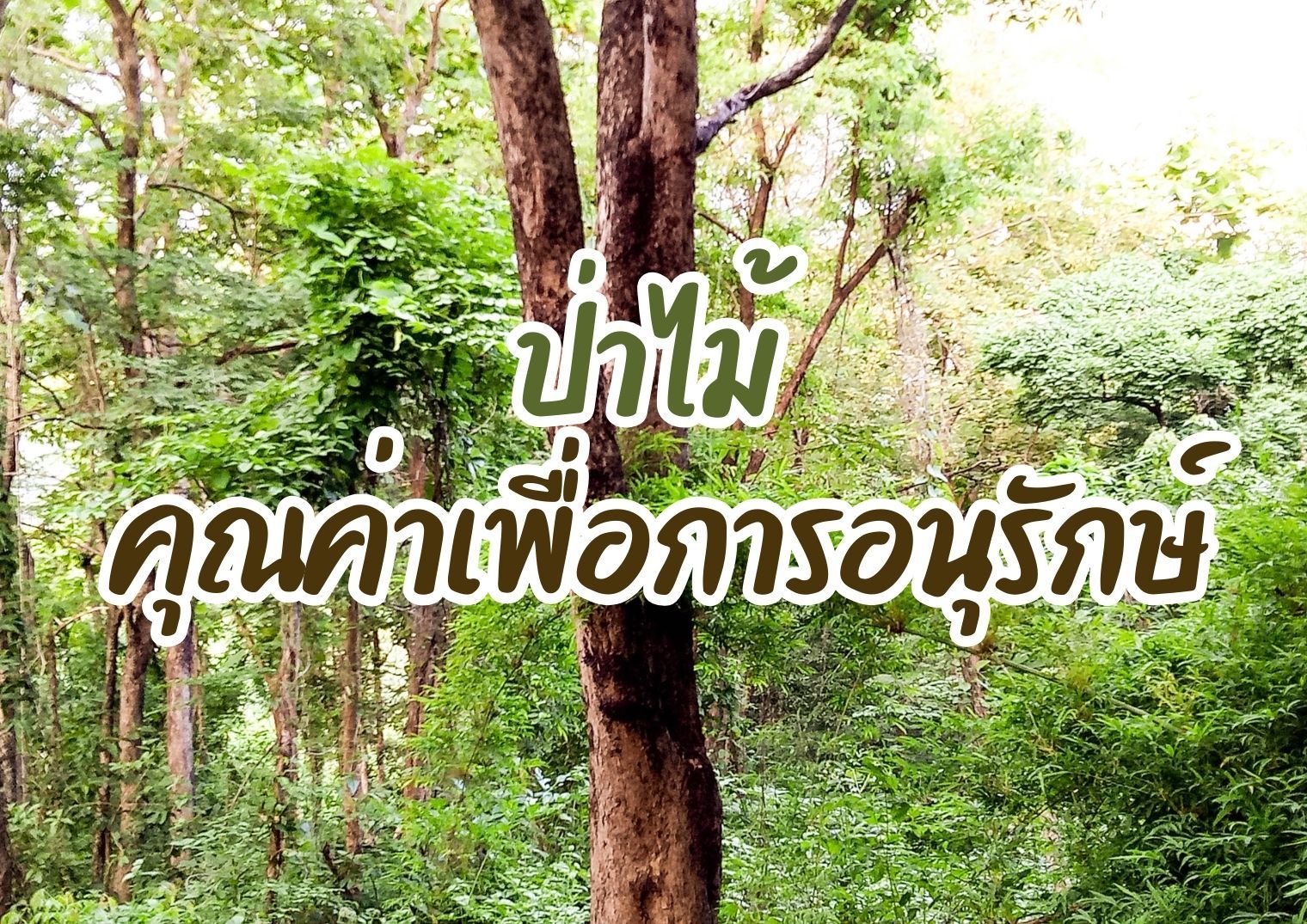 รูปภาพหน้าปก a6356ef9-346d-4568-928b-cc5c96da0489