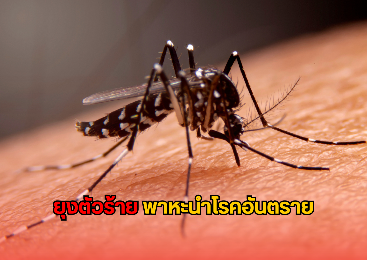 รูปภาพหน้าปก 9592b54c-dd66-42fb-9584-037b07ae8879