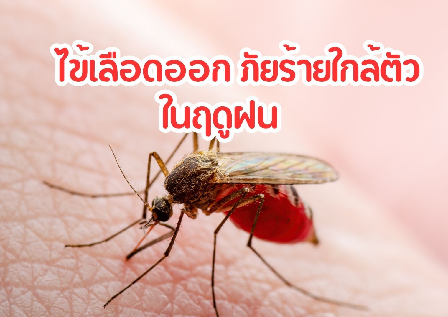 รูปภาพหน้าปก 91249e37-3f51-430b-a996-1f549308ed14