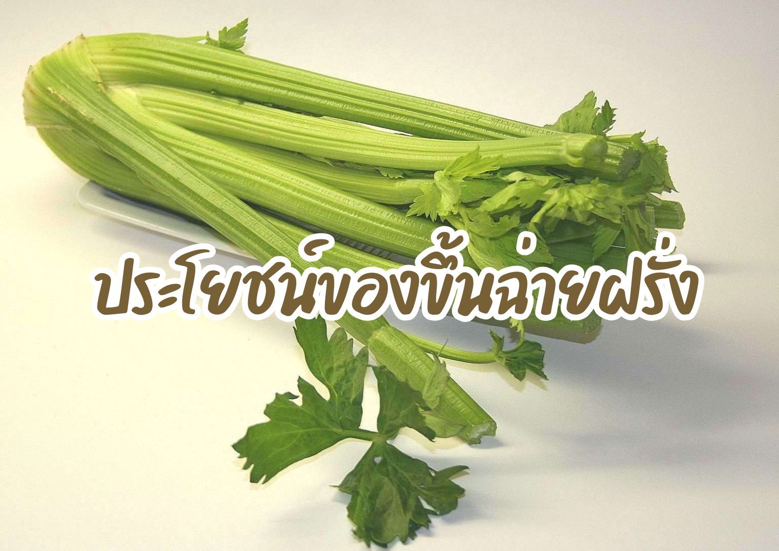 รูปภาพหน้าปก f310d7d2-4979-48ea-b927-2377c2147212
