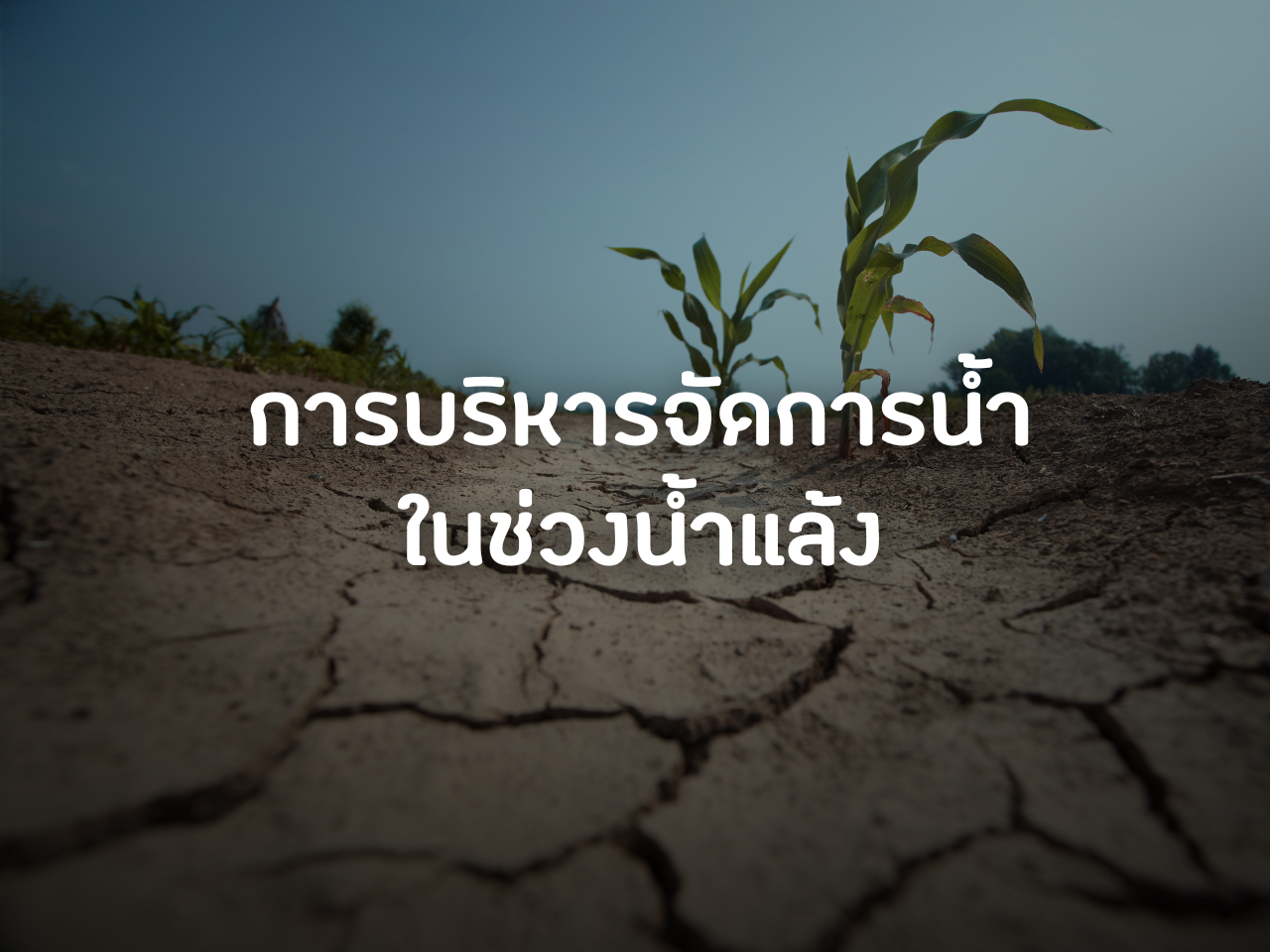 รูปภาพหน้าปก 013e79d1-f5fa-4157-8389-f1d486b58285