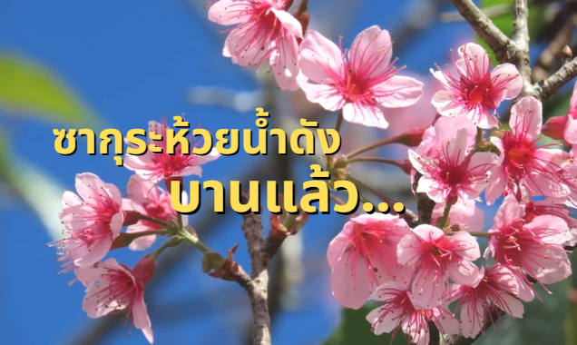 รูปภาพหน้าปก 4d32cf6a-5398-4144-99d8-1f5c7a6c6b1e