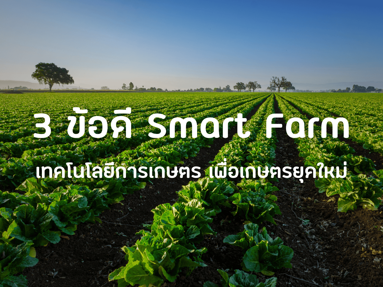 รูปภาพหน้าปก 467a1599-e083-4ce4-a1d0-08f9648f4dcf