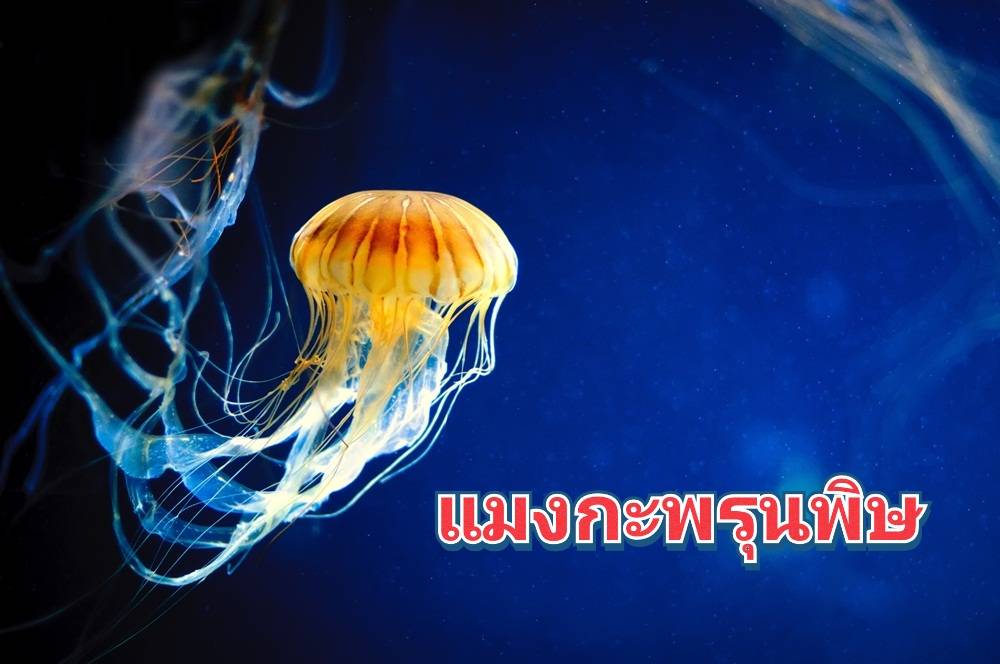 รูปภาพหน้าปก 8b88f3d2-4756-400f-8a4c-ed71781fc38d
