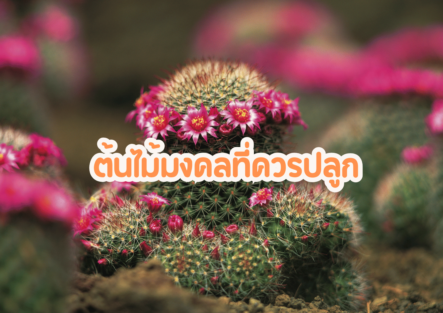 รูปภาพหน้าปก 54d3b1a6-57bb-4035-b2fc-3a794fce1d28