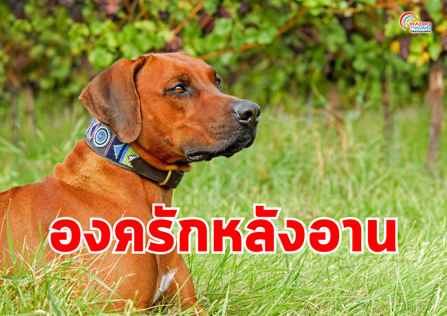 รูปภาพหน้าปก 0969e015-246a-4eea-816f-e4204f65346e