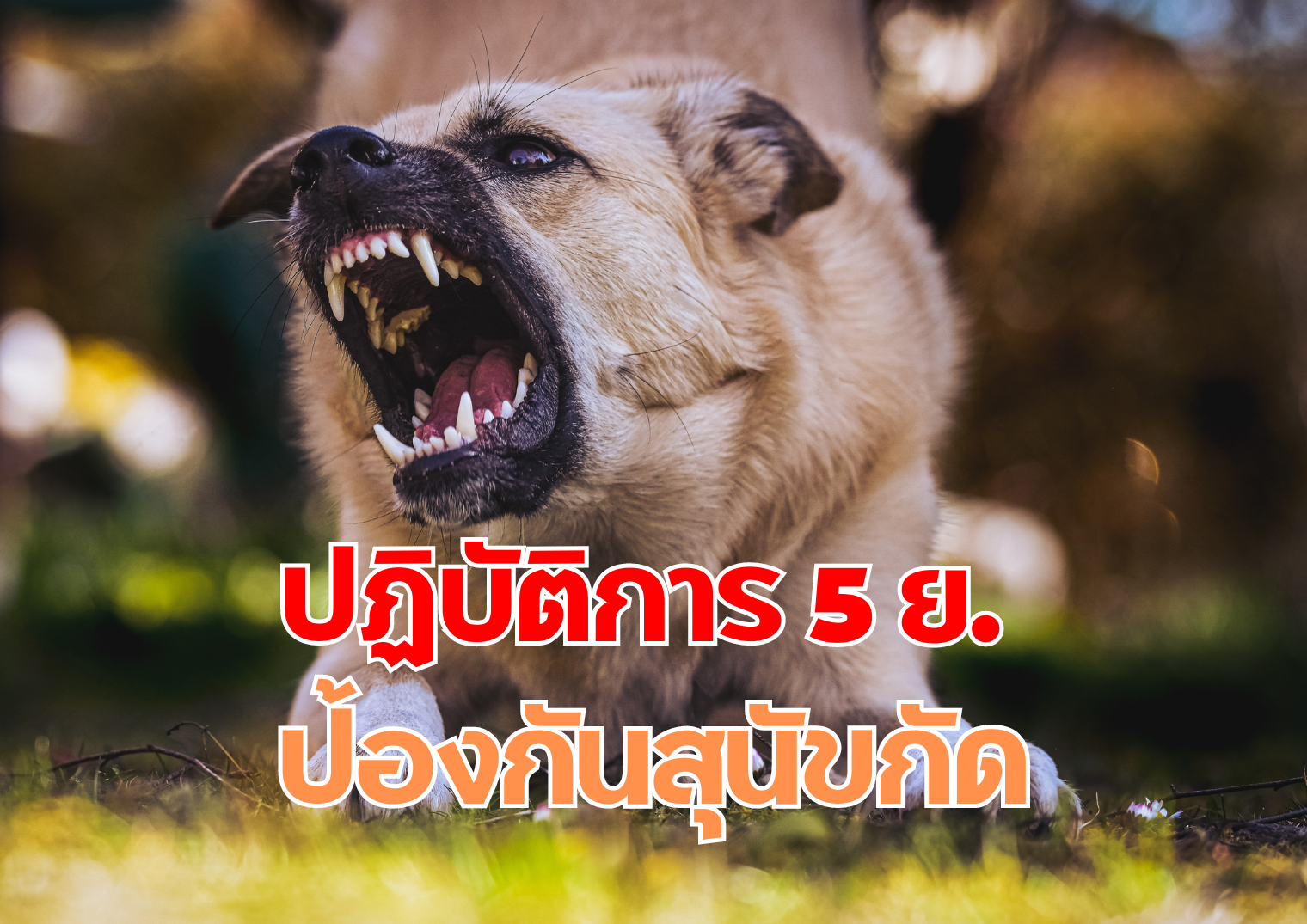 รูปภาพหน้าปก 986af48d-e796-4be3-9a5b-3bba4cc5546d