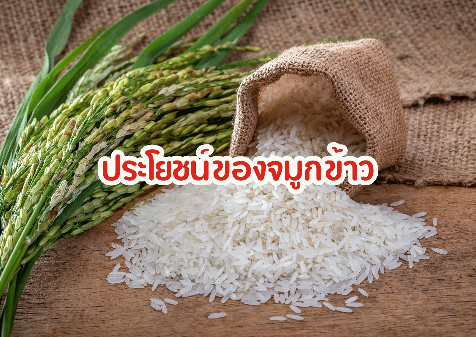 รูปภาพหน้าปก 387454ba-c225-4c31-973d-0bae0014d20d