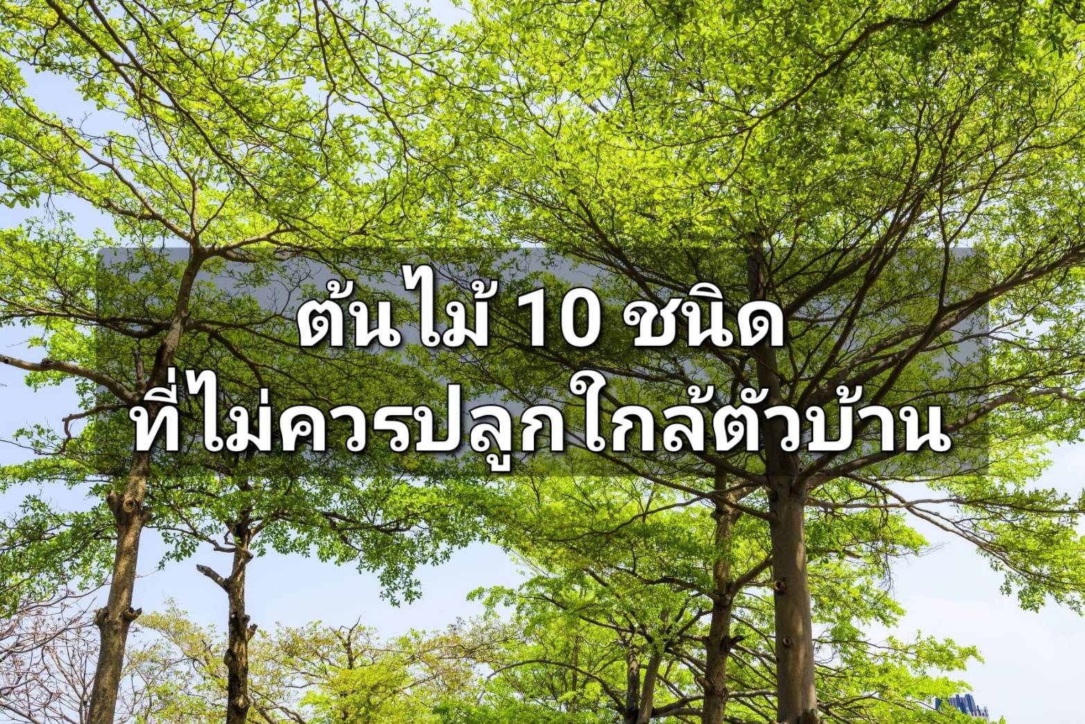 รูปภาพหน้าปก c2e246aa-6980-4bc4-bc83-7a2487168cb0