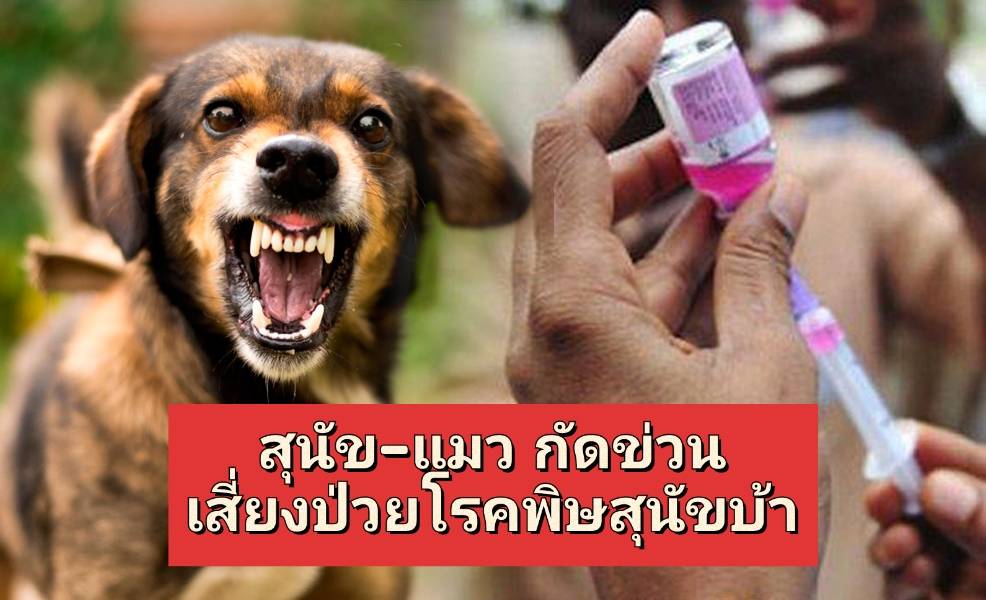 รูปภาพหน้าปก f97914b6-260b-446c-b3dd-e69ff53fadba
