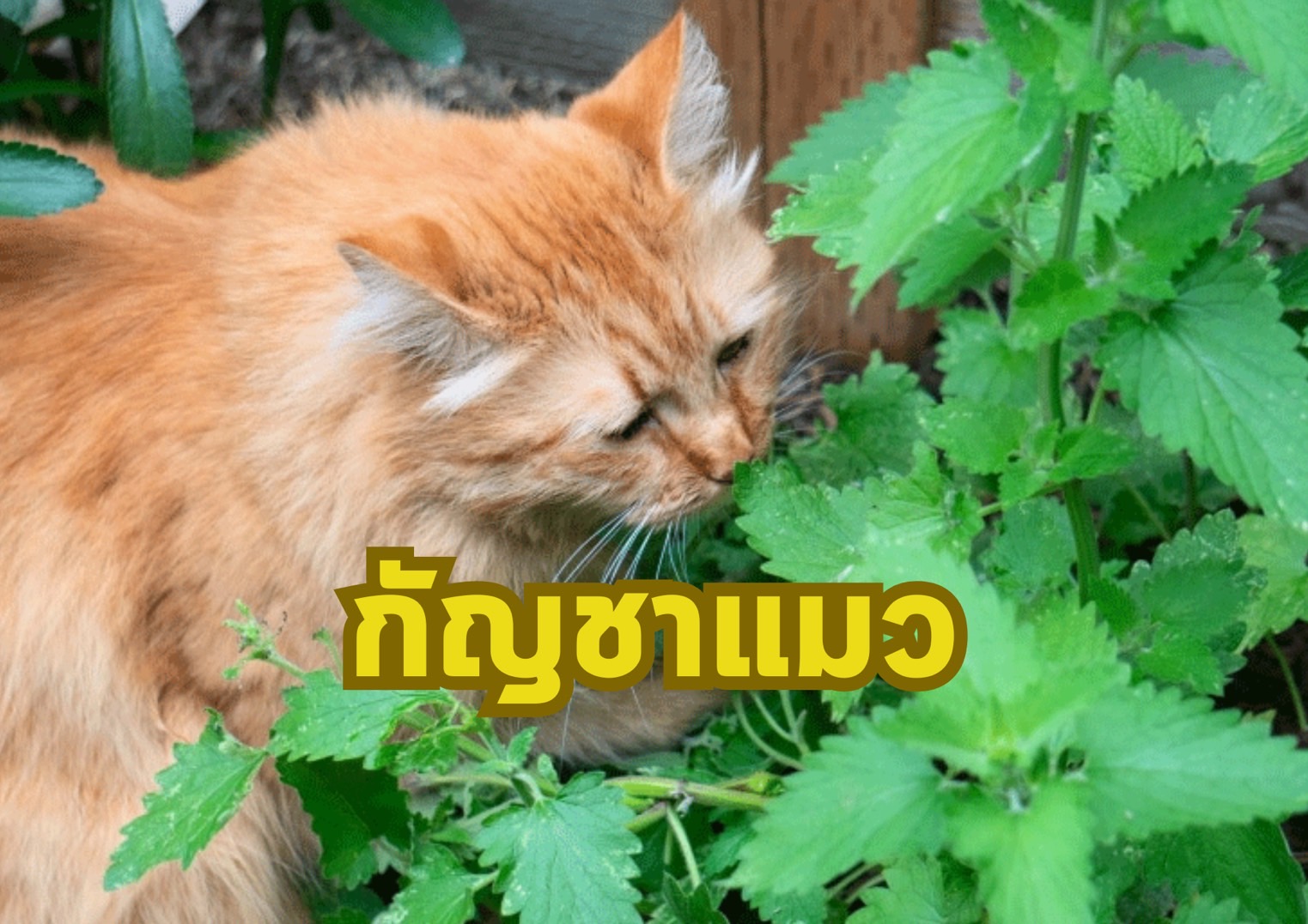 รูปภาพหน้าปก f4a999e7-c32d-46e4-ad6a-9f507feed877