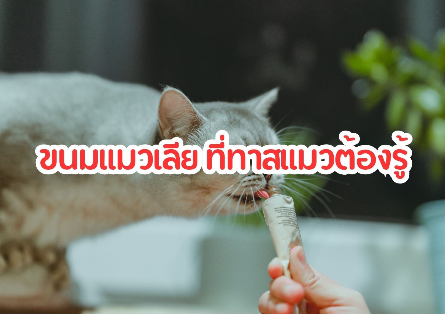 รูปภาพหน้าปก 8e5752f4-f9ce-4621-bffa-1fe7065a08e2