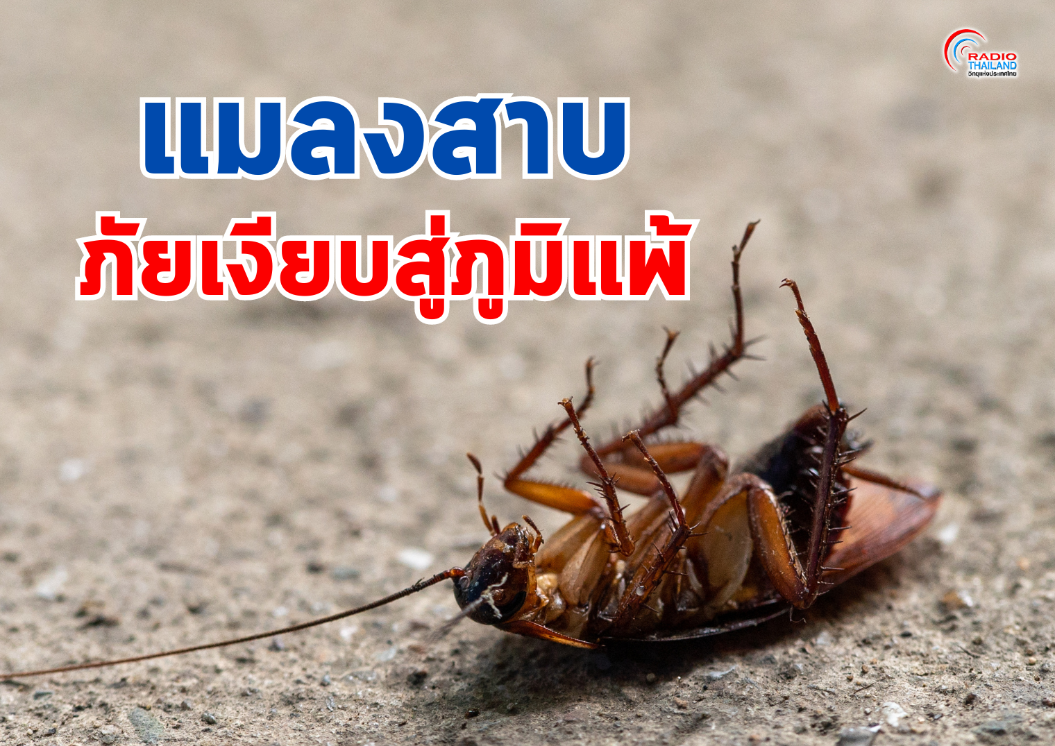 รูปภาพหน้าปก 12deb918-371f-4fc2-b4a8-cc1aa92b6703