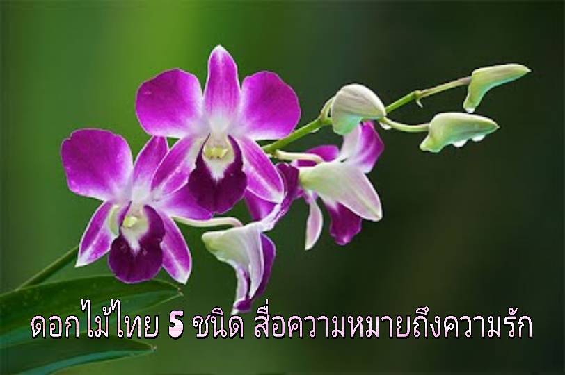 รูปภาพหน้าปก bcc21c06-bf1e-4ae6-8ec6-b20eef5e4b31