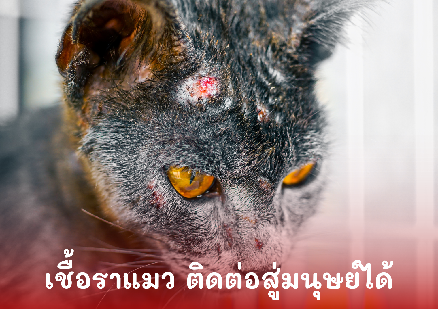 รูปภาพหน้าปก 15380a5e-18a9-4865-84da-e13c3b3847af
