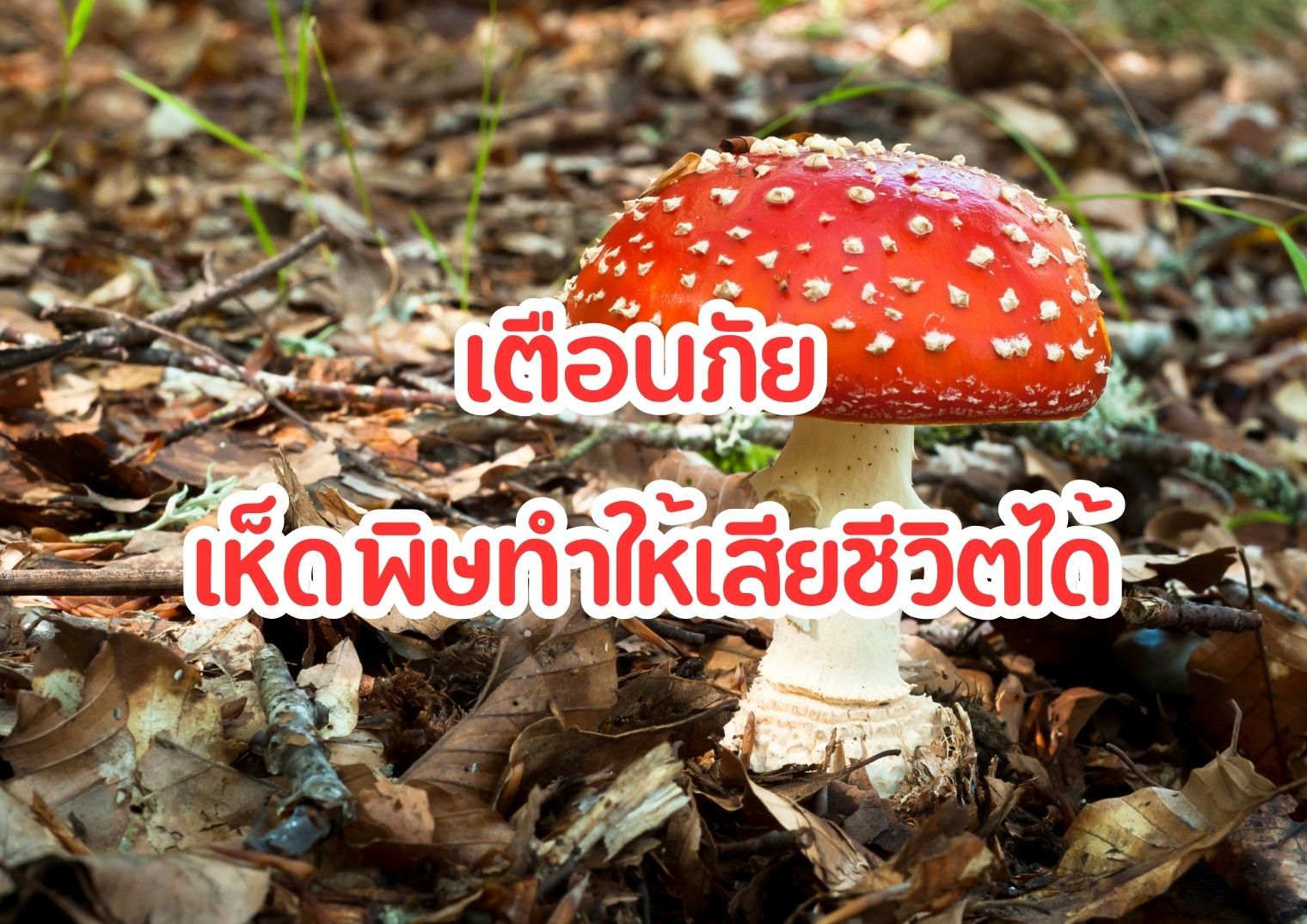 รูปภาพหน้าปก f13c0fcd-14e5-428e-9fd9-cf50090b5cb2