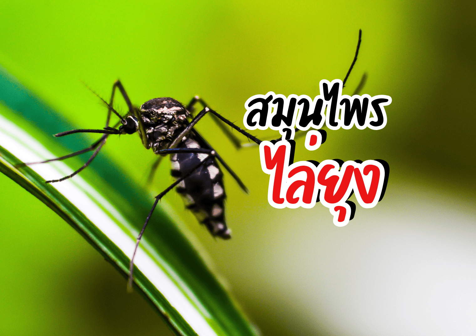 รูปภาพหน้าปก 966152fa-11a8-4f83-91a3-c297e39f0ac4