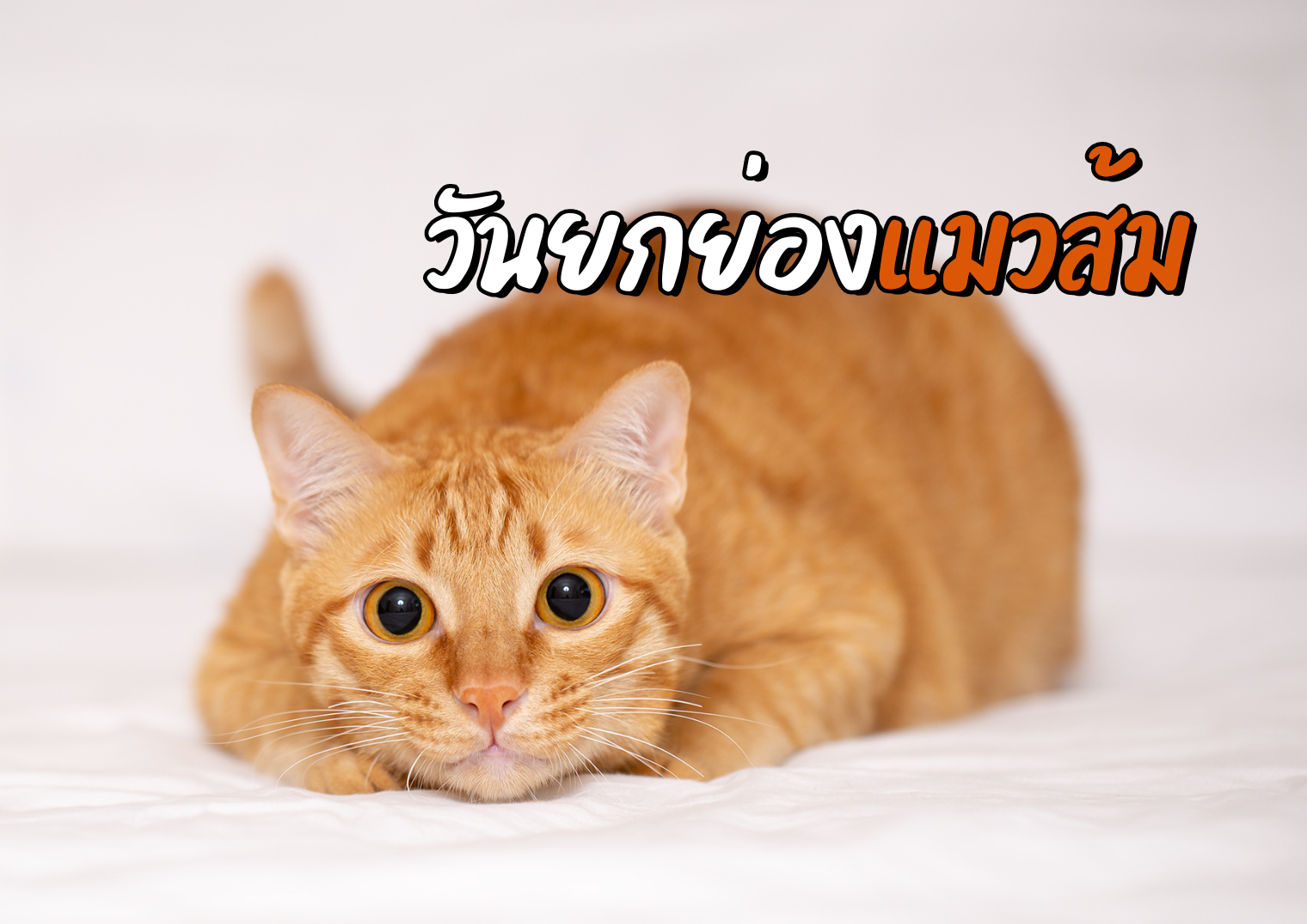 รูปภาพหน้าปก 83b077e4-8253-43ce-bdee-a1e27dcee05d
