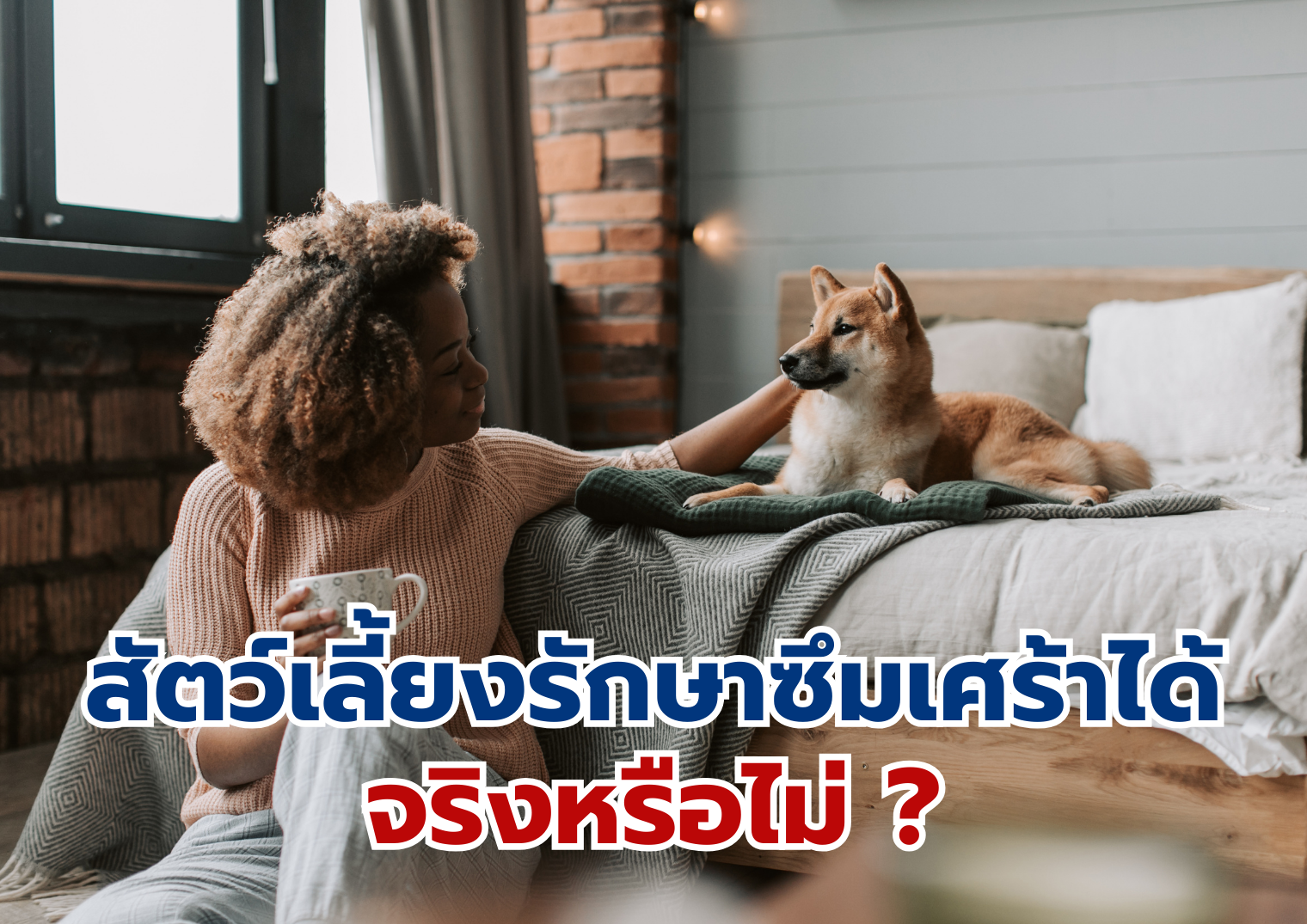 รูปภาพหน้าปก d13d6904-b2c8-4cff-82f2-4b1daeb81a2b