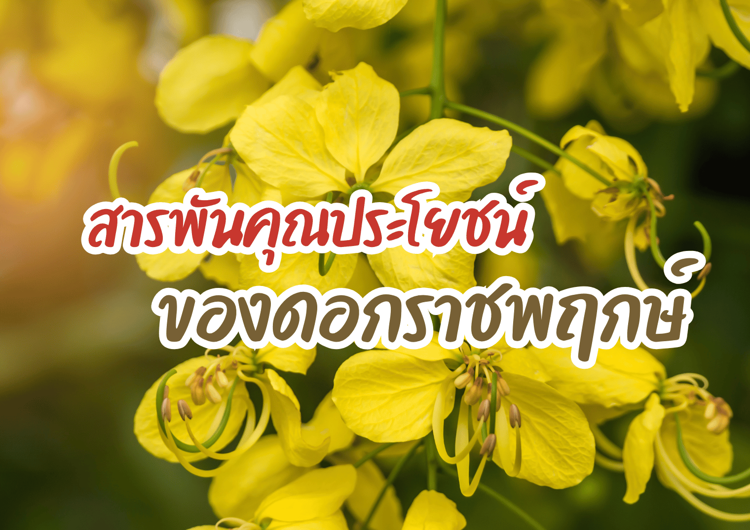 รูปภาพหน้าปก 269e4bcf-4ed9-4b20-9fcc-ca3e7897b9a4