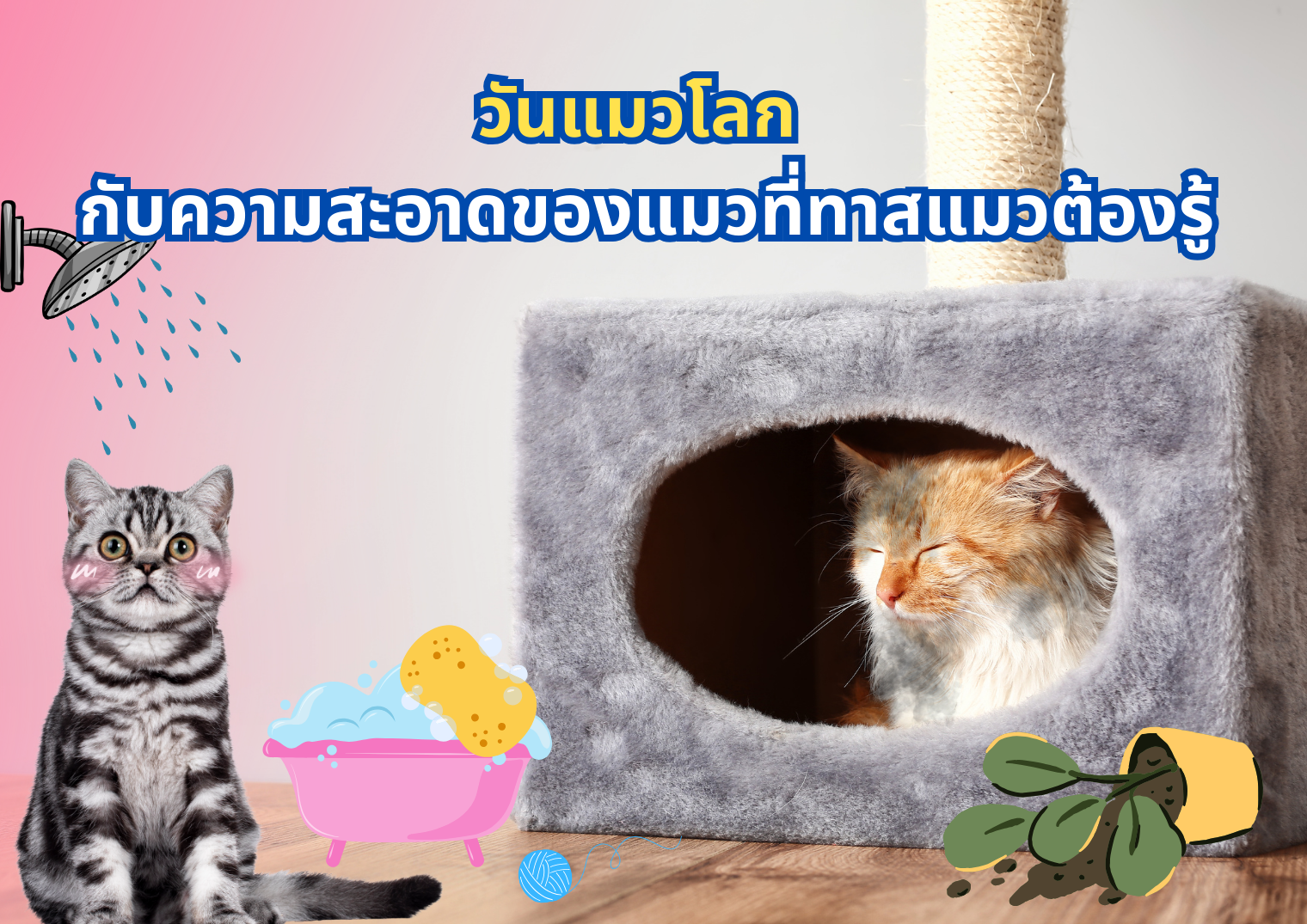 รูปภาพหน้าปก e952c6d9-947e-42d7-965b-1fe1e65b1d50