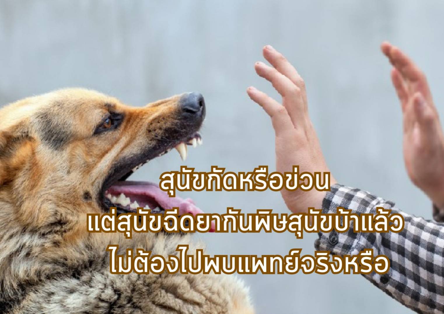 รูปภาพหน้าปก 5129ec6e-0d42-483a-aeda-8f022e016f2d