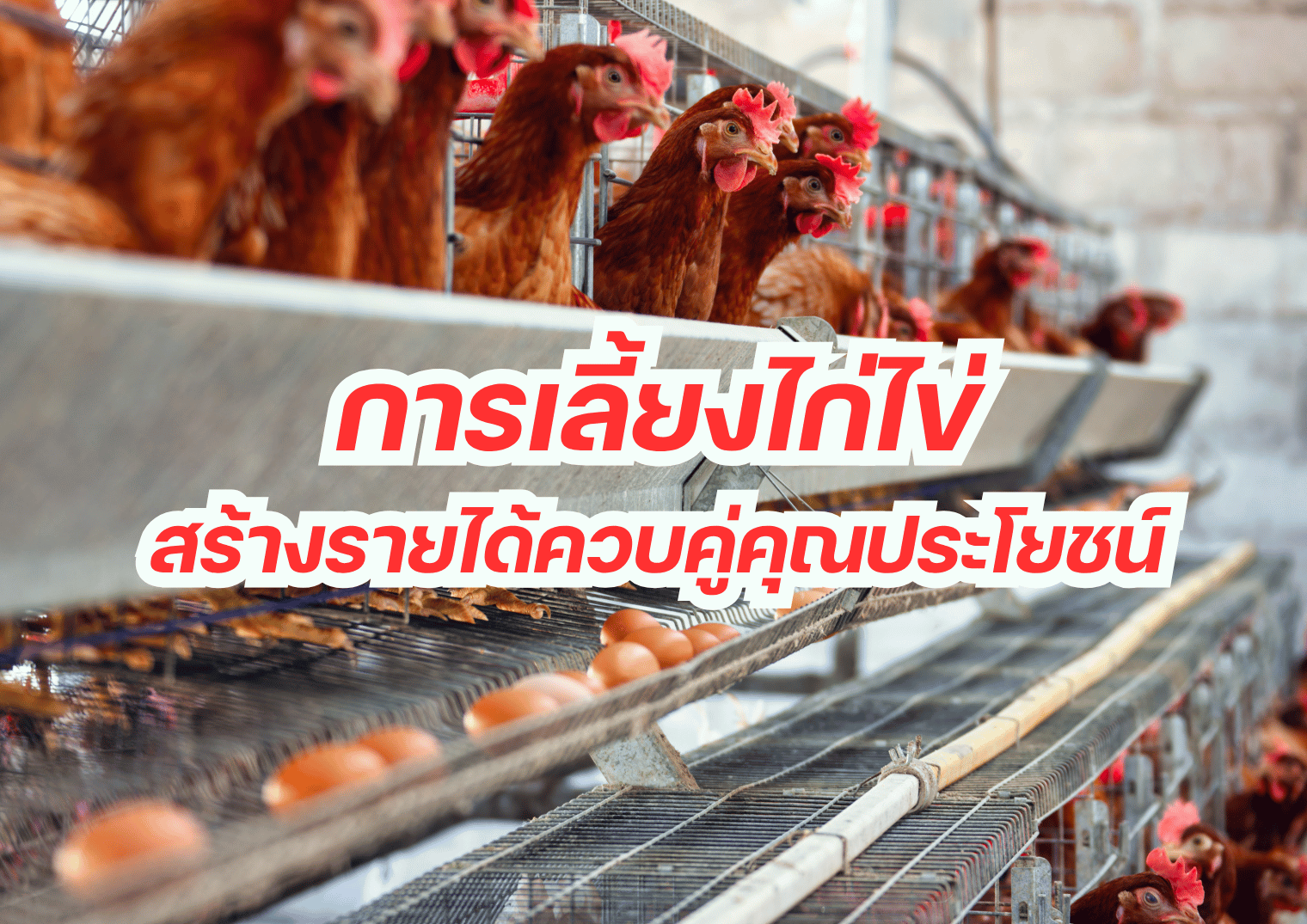 รูปภาพหน้าปก 1a49736b-d242-4c6b-a1a2-87ac3e216b4a