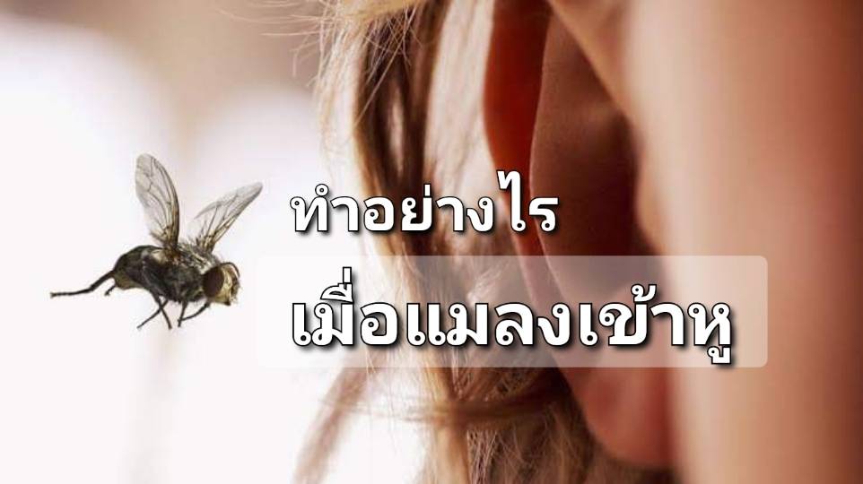 รูปภาพหน้าปก 2ee7b89e-9c4a-4b41-8cb3-b6df512f9367