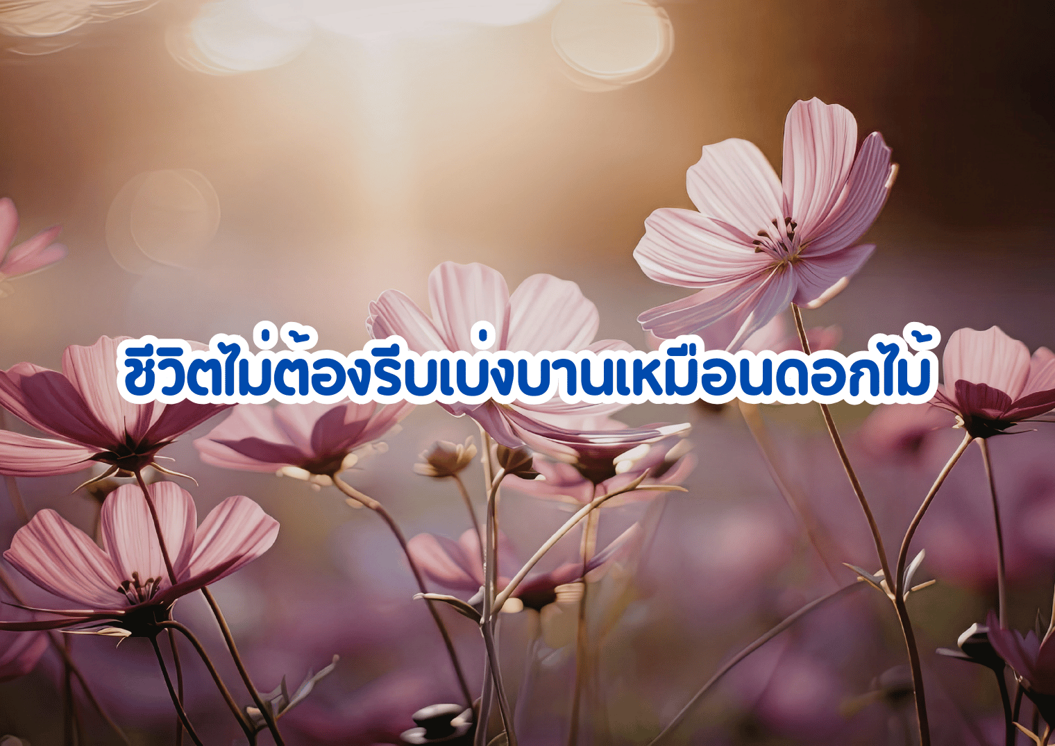 รูปภาพหน้าปก 95a31d65-5fed-4c61-b237-3c9552310814