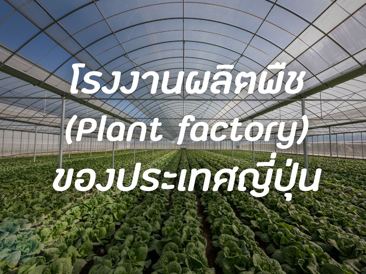 รูปภาพหน้าปก 7707744f-a777-42c0-8b21-fc50bc6b60b6