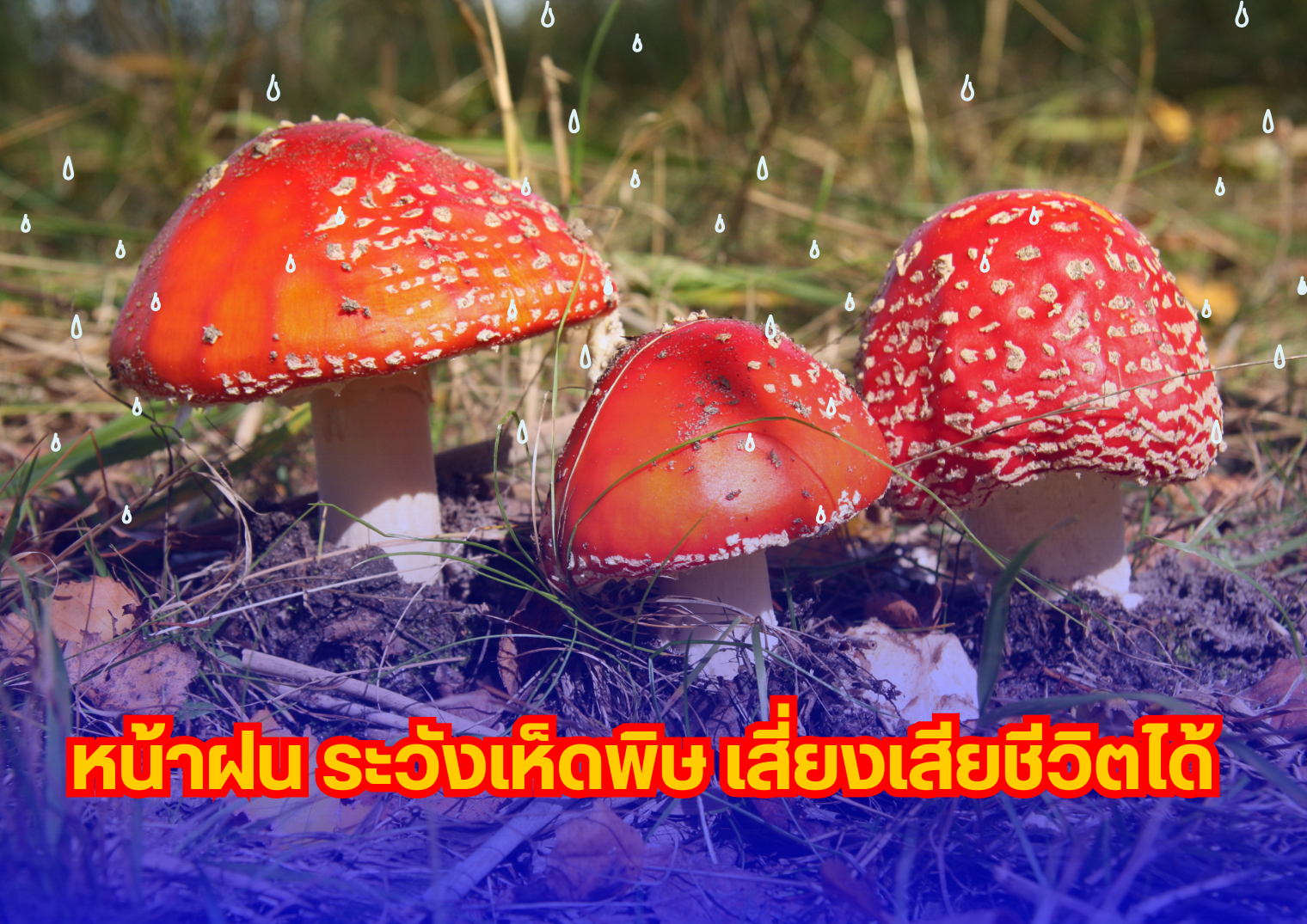 รูปภาพหน้าปก 40e6790d-decf-4767-a815-68fe554fdad3