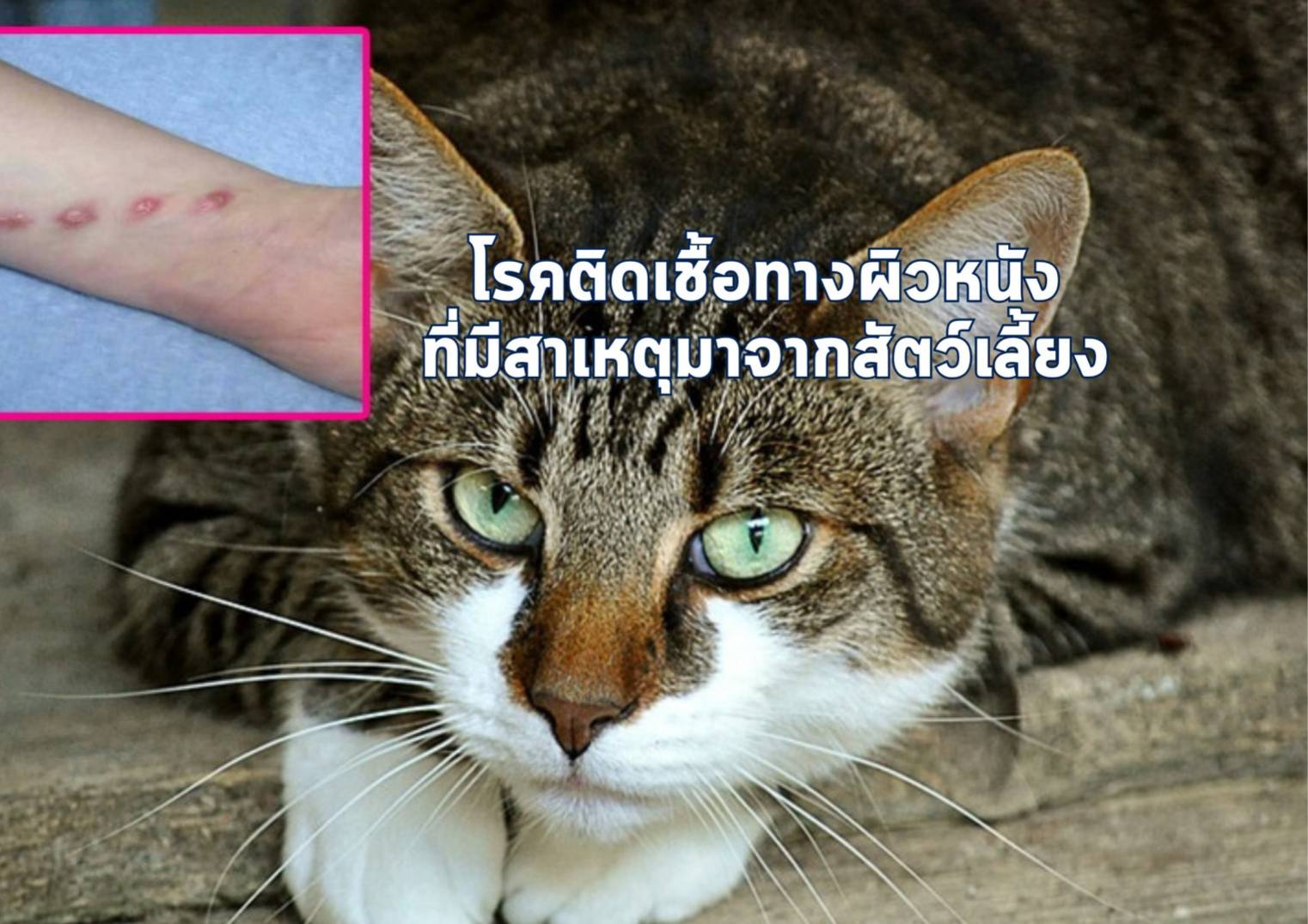 รูปภาพหน้าปก 5934914b-bacc-4fda-b443-7da65c01aa0b