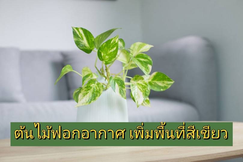 รูปภาพหน้าปก 1a35a475-4a80-4768-89cb-330343b4d0fa