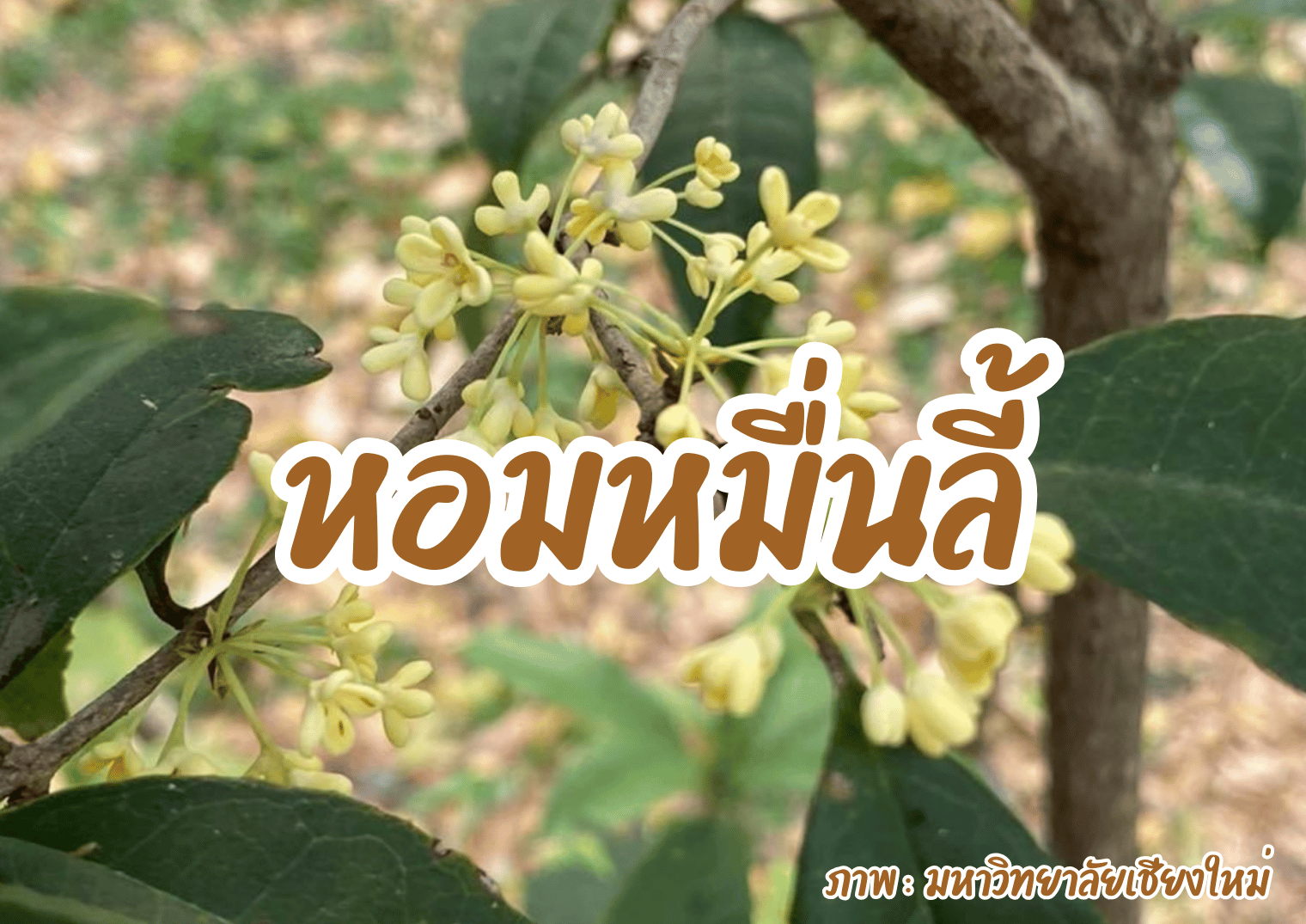 รูปภาพหน้าปก 6dcfeaf5-f016-424f-9f12-58b20a2d1795