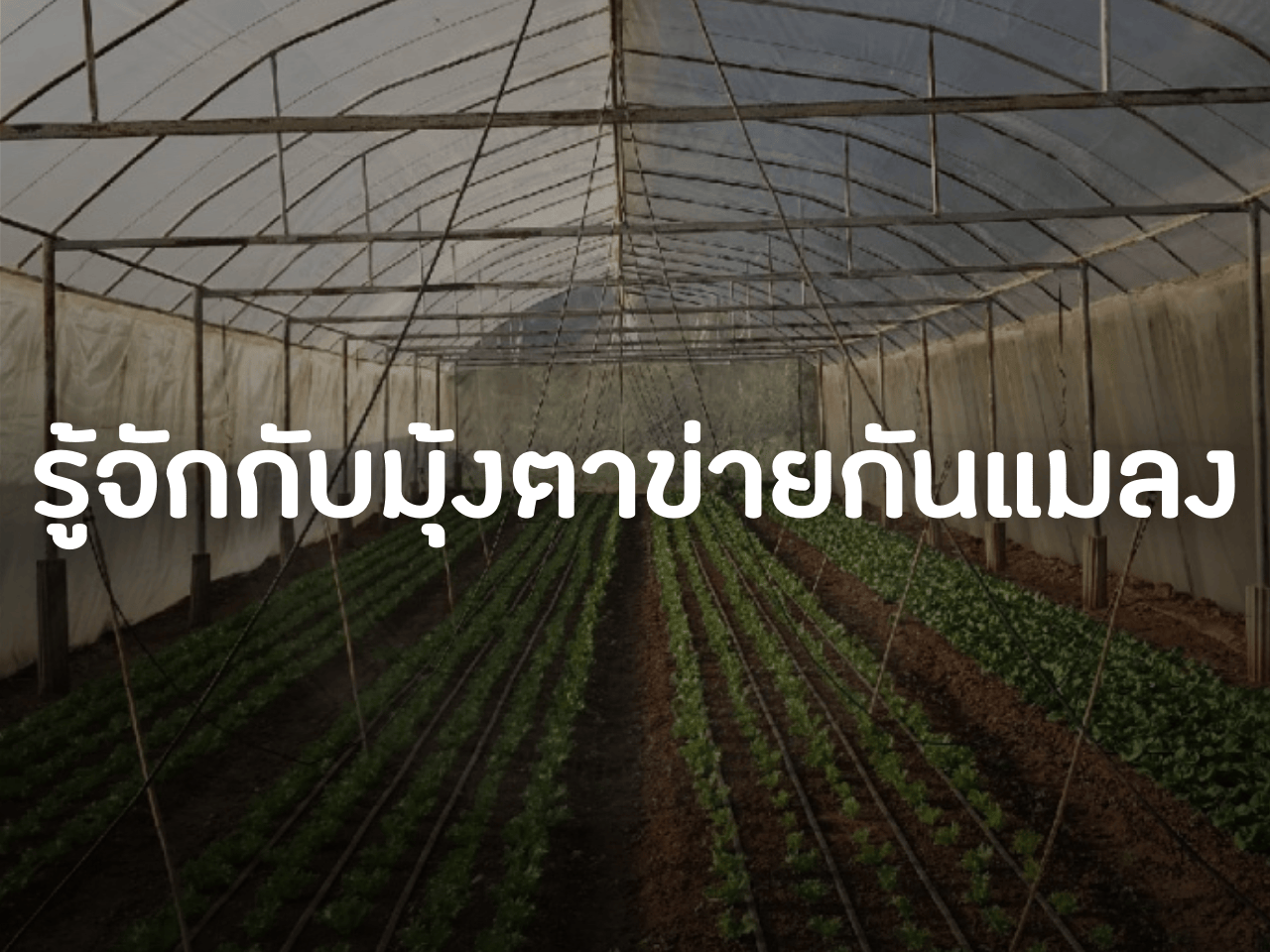 รูปภาพหน้าปก 5a2cda41-8f82-40d1-a0ba-a6d306d64319