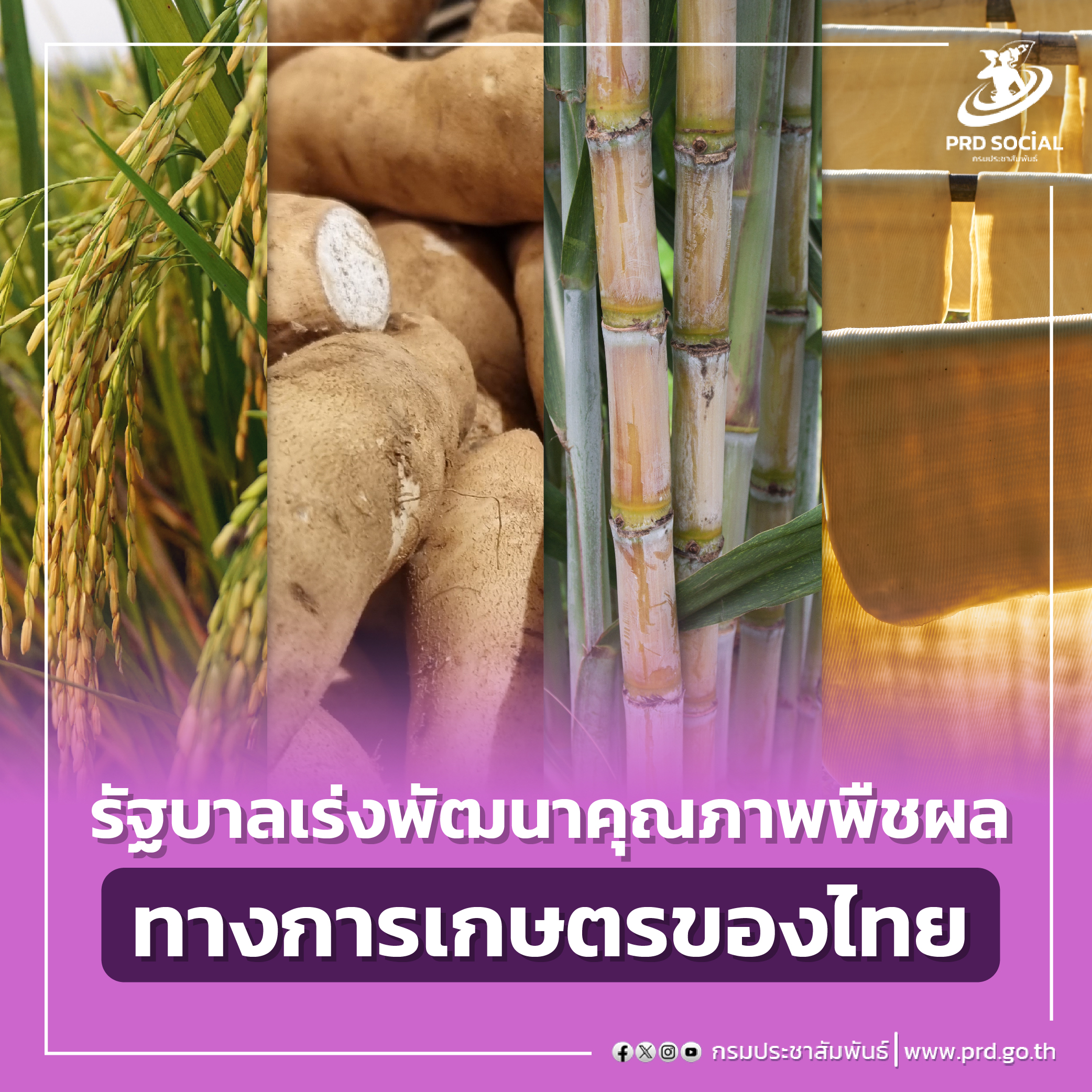 รัฐบาลเร่งพัฒนาคุณภาพพืชผลทางการเกษตรของไทย ย้ำยกระดับราคาสินค้าทางการเกษตร ทั้ง ข้าว มัน ยาง อ้อย ราคาดีขึ้นมาก
